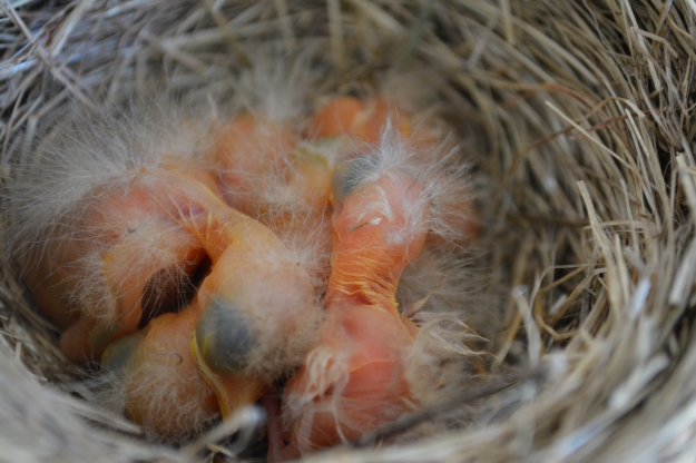 Five Little Robins Sleeping in the Nest