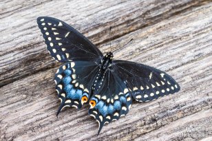 Female Black Eastern Swallowtail