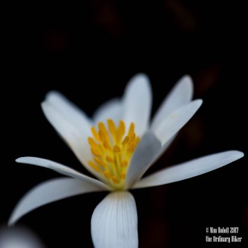 Bloodroot - Out of the Morning Shadows