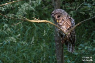Young Barred Owl on the Hunt