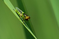Green Soldier Fly (has the eyes of a buckeye nut in this shot)